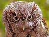 Screech Owl 
