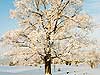 Winter Tree 28 
