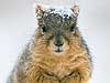 Squirrel with Snow 
