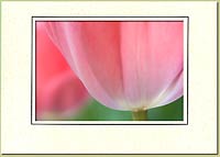 Pink Tulip 64