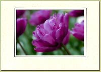 Purple Tulips  116