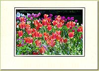 Tulip Garden 1