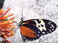 Tiger Longwing