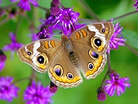 Common Buckeye