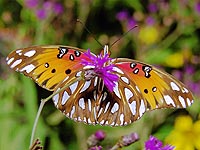 Gulf Fritillary