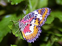 Malay Lacewing