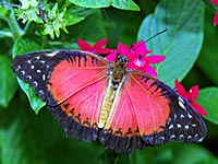 Malay Lacewing