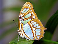 Malachite Butterfly