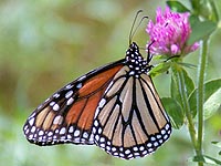 Monarch Butterfly