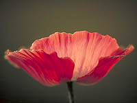 Poppy
