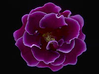 Purple Gloxinia