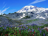 Mt. Rainier