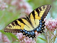 Eastern Tiger Swallowtail