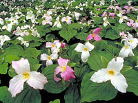 Trillium Field