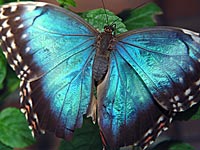 Blue Morpho