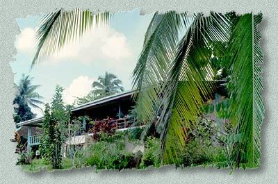 Buttercup Center - Sloth Rescue & Rehabilitation Center